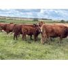 Image 9 : Leaning Arrow Ranch - 600# November Delivery Steer Calves - 95 Head (Dewberry, AB)