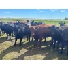 Image 8 : Jay Be Acres Ltd. - 950# July Delivery Grass Heifers - 62 Head (Deloraine, MB)
