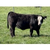 Image 5 : Leedale Farming - 700# September Delivery Heifer Calves - 85 Head (Eckville, AB)