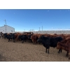 Image 4 : Quarter Circle X Ranch - 745# March Delivery Steers - 153 Head (Madden, AB)