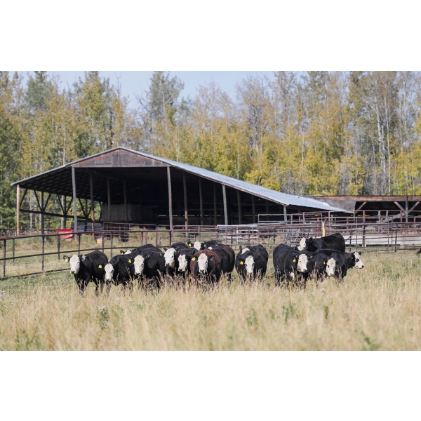 Cornerglen Ranching (A&A) - 12 BBF Angus/Hereford X April/May Calving Bred Heifers (Crestomere, AB)