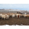 Image 5 : Lowe Ranches - 584# December Delivery Weaned Heifers - 92 Head (Nanton, AB)