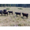 Image 4 : 44 Cattle Co./T6 Ranch - 650# November Delivery Heifer Calves - 90 Head (OK Falls, BC)