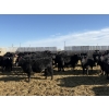 Image 5 : 9 Bar Ranch - 700# February Delivery Heifers - 90 Head (Taber, AB) VBP+