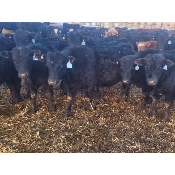 Darren MacMillan - 655# March Delivery Steers - 95 Head (Marquette, MB)