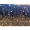 Image 1 : Darren MacMillan - 655# March Delivery Steers - 95 Head (Marquette, MB)
