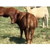 Image 3 : MacMillan Farming Co. - 630# September Delivery Steer Calves - 96 Head (Cayley, AB) VBP+
