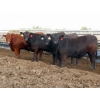 Image 2 : Little Rainbow Ranch - 1070# July/August Delivery Steers - 60 Head (Moosomin, SK)