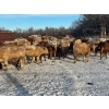 Image 9 : Turtleview Livestock - 750# January Delivery Steers - 77 Head (Goodlands, MB) VBP+