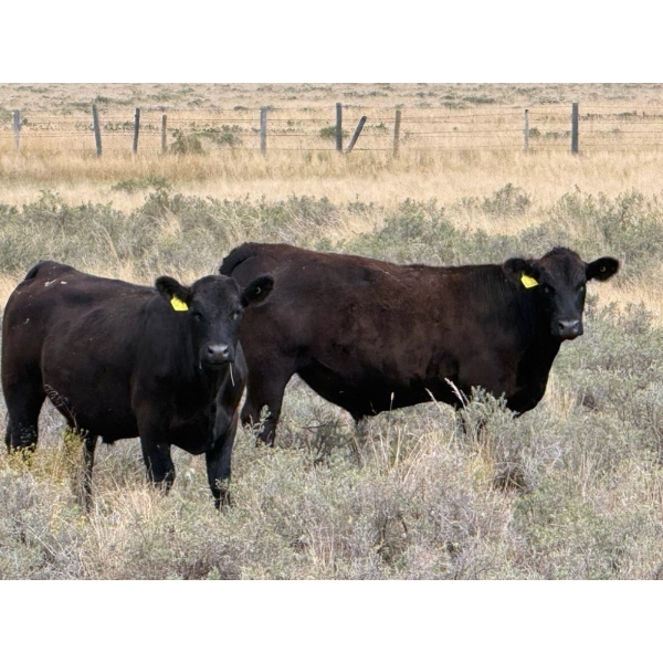 Rafter C Cattle Co. - 965# September Delivery Grass Steers - 62 Head (Lafleche, SK)