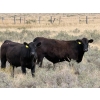 Image 1 : Rafter C Cattle Co. - 965# September Delivery Grass Steers - 62 Head (Lafleche, SK)