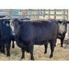 Image 4 : Lazy J Cattle Co. - 10 Second Calvers (Pen 418A)