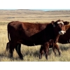 Image 5 : McIntyre Ranch - 24 RBF/RNK March/April Calving Bred Heifers (Magrath, AB)