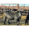 Image 2 : Fox Cattle Co. - 7 Bred Heifers (Pen 408A)