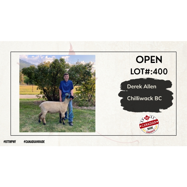 Open Sheep - Derek Allen - Chilliwack BC