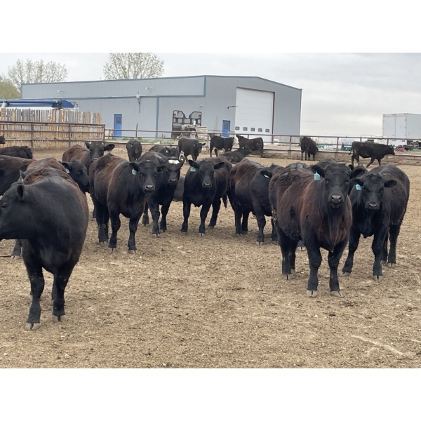 Lone Star Cattle Co. - 1030# May Delivery Steers - 305 Head (Strathmore, AB)