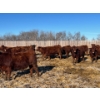 Image 1 : Hillcrest Farming Co. - 700# February Delivery Steers - 175 Head (Dundurn, SK)