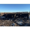 Image 11 : Poplarview Stock Farm - 1050# November Delivery Grass Steers - 116 Head (Pipestone, MB)