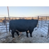 Image 4 : Long Haul Farms - 40 Exotic/Angus X April/May Calving Bred Cows (Steinbach, MB)