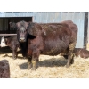 Image 7 : Leib Farm & Ranch Ltd. - 30 Black Angus/Black Angus X Pairs (Southey, SK)