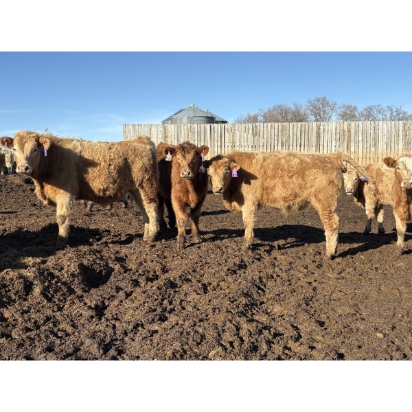 Brian Perillat - 760# February Delivery Steers - 83 Head (Linden, AB)