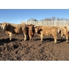 Image 1 : Brian Perillat - 760# February Delivery Steers - 83 Head (Linden, AB)