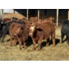 Image 5 : Dwayne Nicolay - 740# February Delivery Steers - 84 Head (Rocky Mountain House, AB)