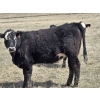 Image 14 : Nelson Creek Ranch - 21 BBF/BWF Replacement Heifers (Claresholm, AB)