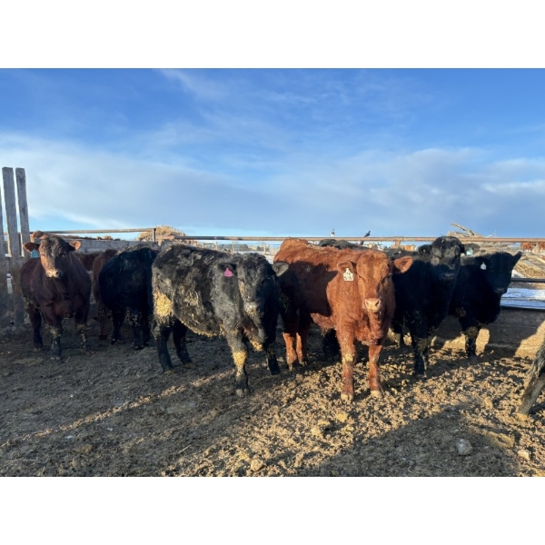 Rice Farms - 975# March Delivery Steers - 120 Head (Lacombe, AB)