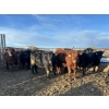 Image 1 : Rice Farms - 975# March Delivery Steers - 120 Head (Lacombe, AB)