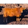 Image 5 : Rob Mossey - 1000# September Delivery Heifers - 60 Head (Vauxhall, AB)