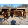 Image 3 : Sunrise Cattle Co. - 770# March Delivery Heifers - 73 Head (Steinbach, MB)