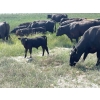 Image 14 : McLeod Cattle Co. - 580# October Delivery Steer Calves - 95 Head (Claydon, SK) VBP+