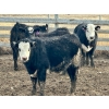Image 2 : In The Coulee Ranch - 820# February Delivery Steers - 36 Head (Pincher Creek, AB)