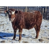 Image 5 : C.O. Johnson & Sons Ranches - 869# February Delivery Steers - 104 Head (Scandia, AB) VBP+