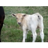 Image 4 : Circus Coulee Cattle - 530# November Delivery Heifer Calves - 100 Head (Dorothy, AB)