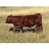Image 5 : Paul & Krysten Gravelle - 560# October Delivery Steer Calves - 105 Head (Ceylon, SK)