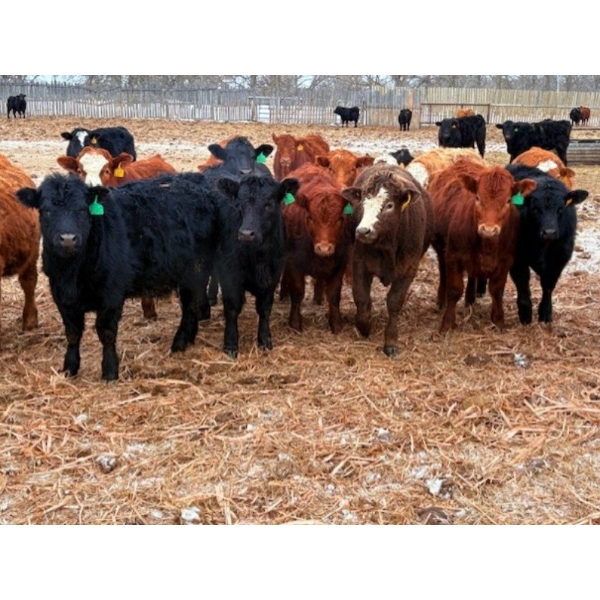 Calvin Reykdal - 775# March Delivery Steers - 160 Head (Vogar, MB) VBP+
