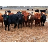 Image 1 : Calvin Reykdal - 775# March Delivery Steers - 160 Head (Vogar, MB) VBP+