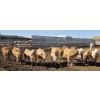 Image 5 : Amber Mountain Farms - 650# May Delivery Heifers - 57 Head (Vauxhall, AB)