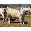 Image 15 : Winn Man Farms - 710# April Delivery Steers - 50 Head (Winnipegosis, MB)