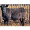 Image 6 : PSV Farms Ltd. - 875# May Delivery Heifers - 60 Head (Enchant, AB)