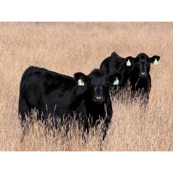 Kelly Meier - 610# November Delivery Heifer Calves - 25 Head (Hays, AB)