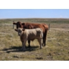 Image 11 : Johnston Ranches - 690# October Delivery Steer Calves - 80 Head (Cereal, AB)