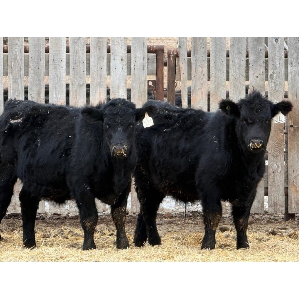 Leon Torkelson - 700# Dec/Jan Delivery Weaned Steers - 90 Head (Millicent, AB)