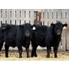 Image 1 : Leon Torkelson - 700# Dec/Jan Delivery Weaned Steers - 90 Head (Millicent, AB)