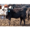 Image 10 : Bezan Cattle Corporation - 725# March Delivery Steers - 75 Head (Midale, SK)