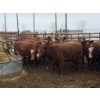 Image 2 : Spruce Ridge Farms  - 14 2-3 Year-Old Cows (Pen 521A)