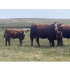 Image 7 : Mashon Ranches - 675# October Delivery Steer Calves - 90 Head (Homestead Coulee, AB)
