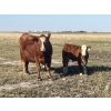 Image 5 : Kim & Ryley Cooper - 510# October Delivery Steer Calves - 60 Head (Hemaruka, AB)